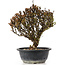 Berberis thunbergii, 26 cm, ± 15 jaar oud, met gele bloemen en rood fruit