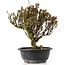 Berberis thunbergii, 26 cm, ± 15 jaar oud, met gele bloemen en rood fruit