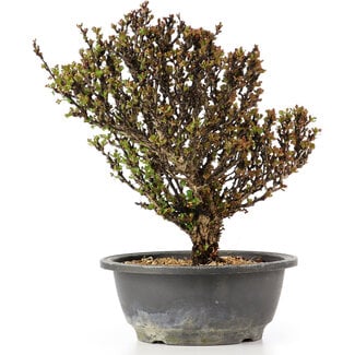 Berberis thunbergii, 25 cm, ± 15 years old