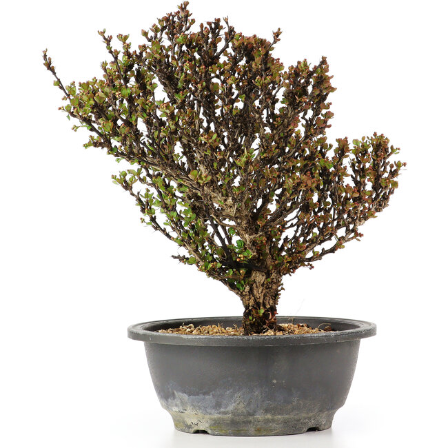 Berberis thunbergii, 25 cm, ± 15 anni, con fiori gialli e frutti rossi