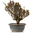 Berberis thunbergii, 25 cm, ± 15 jaar oud, met gele bloemen en rood fruit