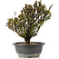 Berberis thunbergii, 25 cm, ± 15 jaar oud, met gele bloemen en rood fruit