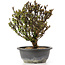 Berberis thunbergii, 25 cm, ± 15 jaar oud, met gele bloemen en rood fruit