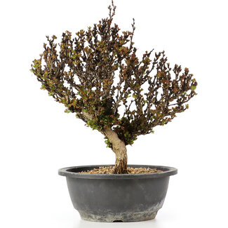 Berberis thunbergii, 26 cm, ± 15 anni