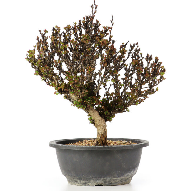 Berberis thunbergii, 26 cm, ± 15 anni, con fiori gialli e frutti rossi