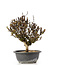 Berberis thunbergii, 26 cm, ± 15 jaar oud, met gele bloemen en rood fruit