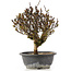 Berberis thunbergii, 26 cm, ± 15 jaar oud, met gele bloemen en rood fruit