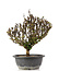 Berberis thunbergii, 26 cm, ± 15 jaar oud, met gele bloemen en rood fruit