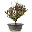 Berberis thunbergii, 26 cm, ± 15 jaar oud, met gele bloemen en rood fruit