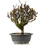 Berberis thunbergii, 26 cm, ± 15 jaar oud, met gele bloemen en rood fruit