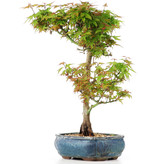 Acer palmatum Kotohime, 29 cm, ± 12 jaar oud
