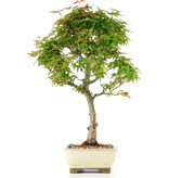 Acer palmatum Kotohime, 32 cm, ± 12 jaar oud