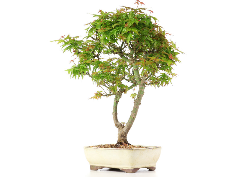 Acer palmatum Kotohime, 32 cm, ± 12 jaar oud