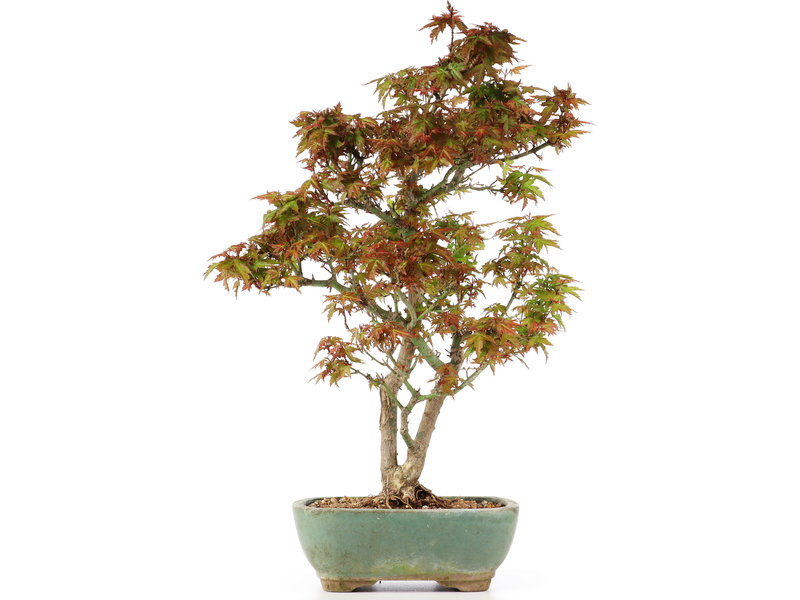 Acer palmatum Kotohime, 35 cm, ± 12 jaar oud