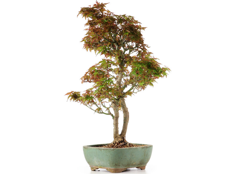 Acer palmatum Kotohime, 35 cm, ± 12 jaar oud
