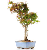 Acer palmatum Kotohime, 33 cm, ± 12 jaar oud