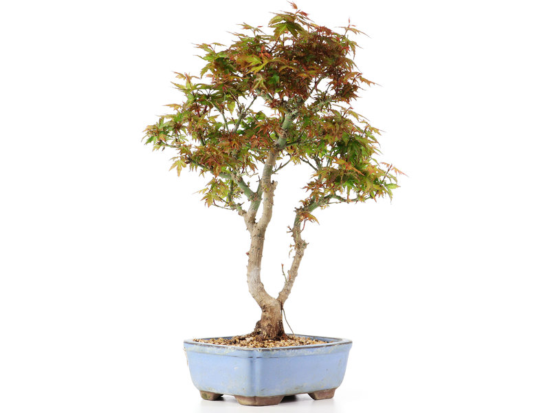 Acer palmatum Kotohime, 33 cm, ± 12 jaar oud