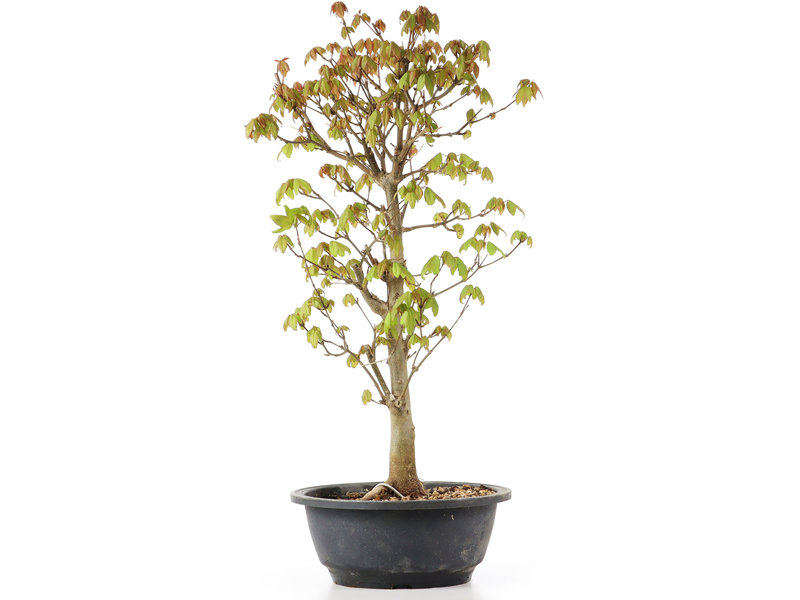 Acer buergerianum, 44 cm, ± 8 jaar oud