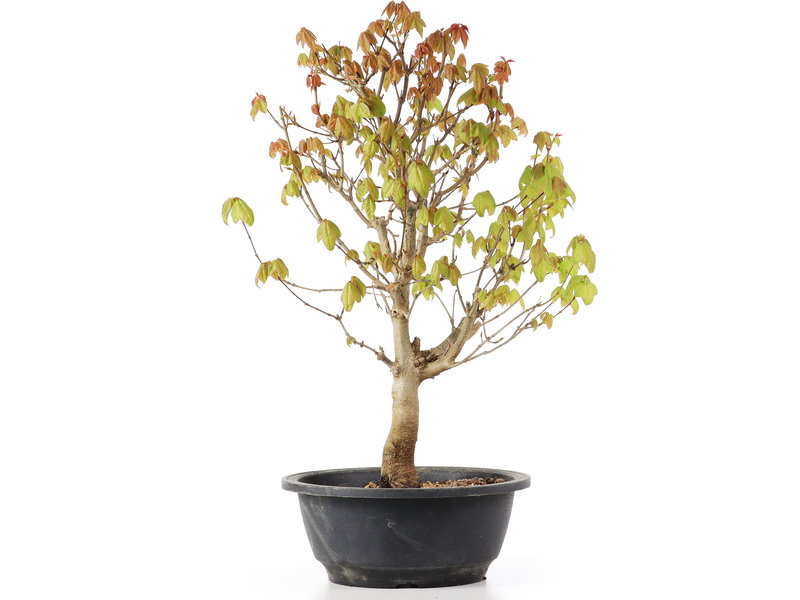 Acer buergerianum, 37 cm, ± 8 jaar oud