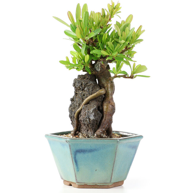 Pyracantha, 19 cm, ± 10 jaar oud