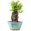 Pyracantha, 19 cm, ± 10 jaar oud