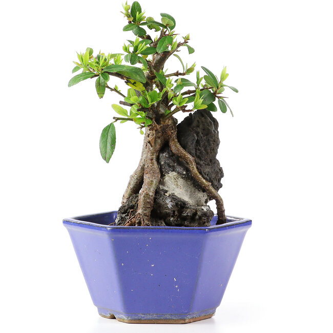 Pyracantha, 17 cm, ± 10 jaar oud