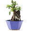 Pyracantha, 17 cm, ± 10 years old