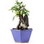 Pyracantha, 17 cm, ± 10 years old