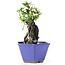 Pyracantha, 17 cm, ± 10 years old