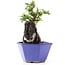 Pyracantha, 17 cm, ± 10 years old