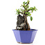 Pyracantha, 17 cm, ± 10 jaar oud