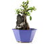 Pyracantha, 17 cm, ± 10 years old