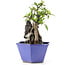 Pyracantha, 17 cm, ± 10 years old