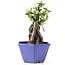 Pyracantha, 17 cm, ± 10 years old