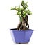 Pyracantha, 17 cm, ± 10 years old