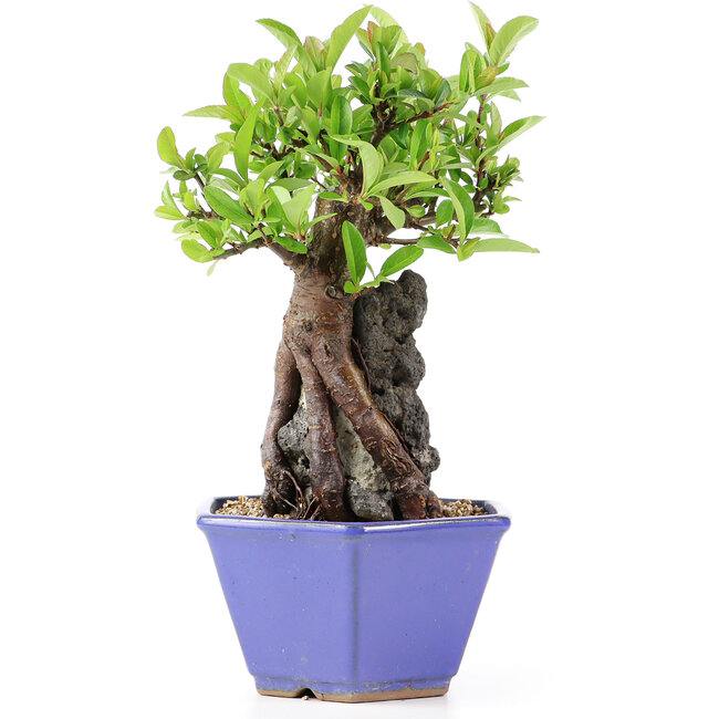 Pyracantha, 19 cm, ± 10 jaar oud