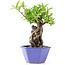 Pyracantha, 19 cm, ± 10 jaar oud