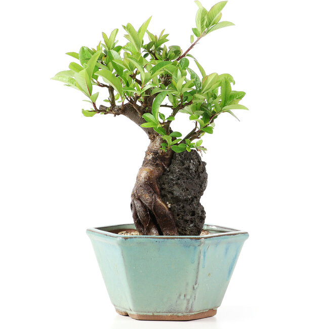 Pyracantha, 17 cm, ± 10 jaar oud