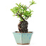 Pyracantha, 17 cm, ± 10 years old