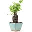 Pyracantha, 17 cm, ± 10 years old