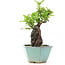 Pyracantha, 17 cm, ± 10 years old