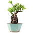 Pyracantha, 17 cm, ± 10 years old