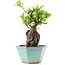 Pyracantha, 17 cm, ± 10 years old