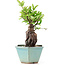 Pyracantha, 17 cm, ± 10 anni