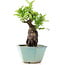 Pyracantha, 17 cm, ± 10 years old