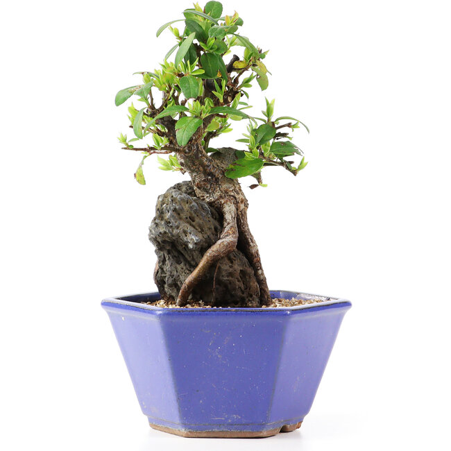 Pyracantha, 16 cm, ± 10 jaar oud