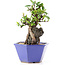 Pyracantha, 16 cm, ± 10 jaar oud