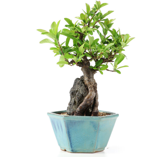 Pyracantha, 21 cm, ± 10 jaar oud