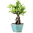 Pyracantha, 21 cm, ± 10 jaar oud