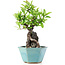 Pyracantha, 21 cm, ± 10 jaar oud